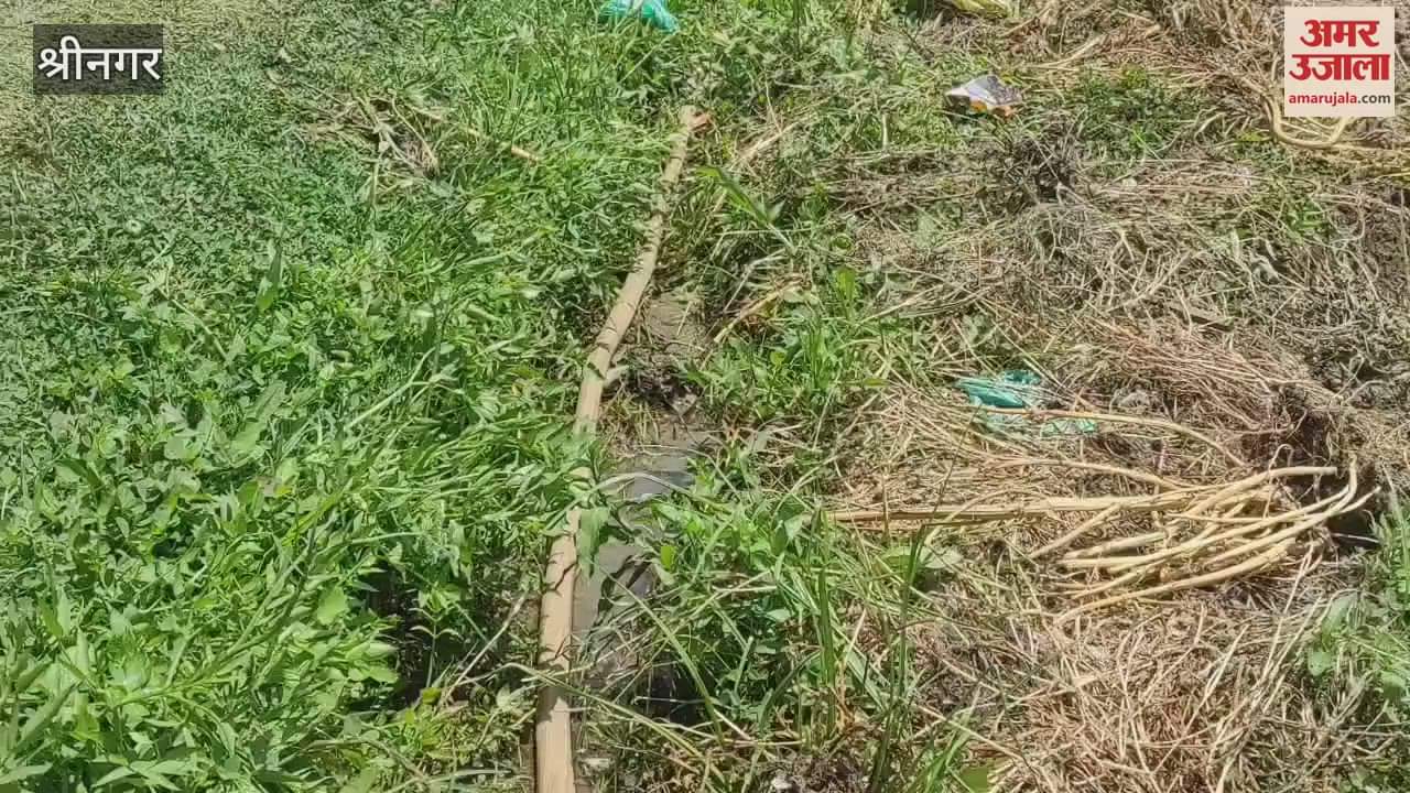 Acute Irrigation Water Shortage Threatens Paddy Fields in Garoora, Bandipora