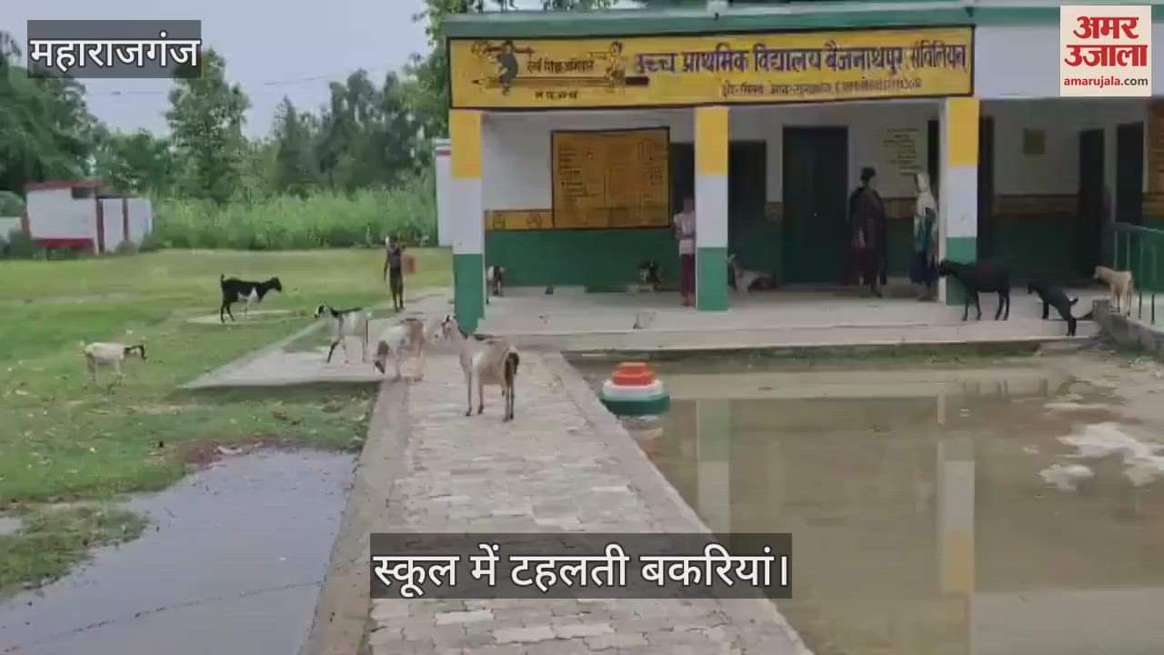 Teachers did not reach the primary school, goats are roaming around