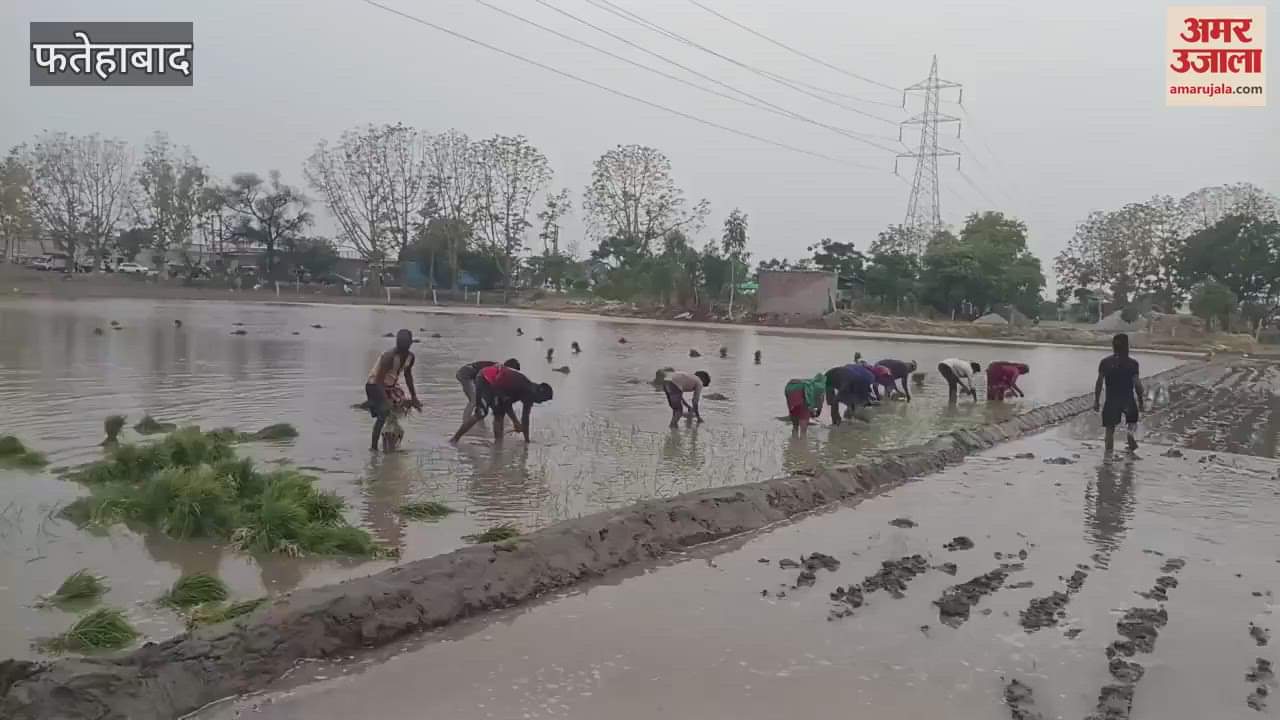 Paddy transplantation work started in Fatehabad