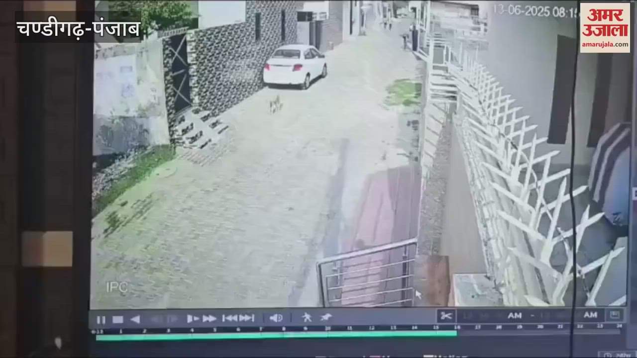 Stray dog attacked with brick and killed in Moga