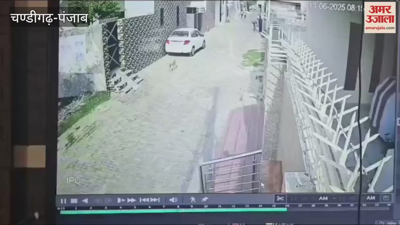 Stray dog attacked with brick and killed in Moga