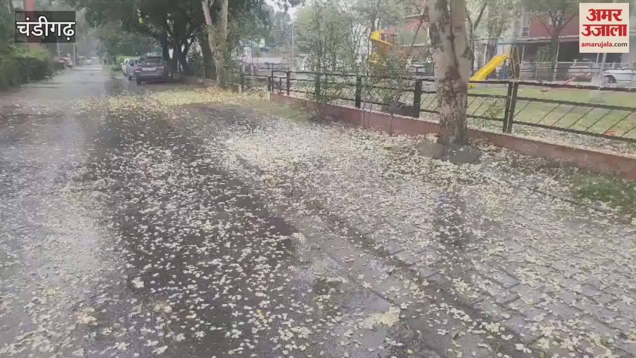 Light rain makes the weather pleasant in Chandigarh