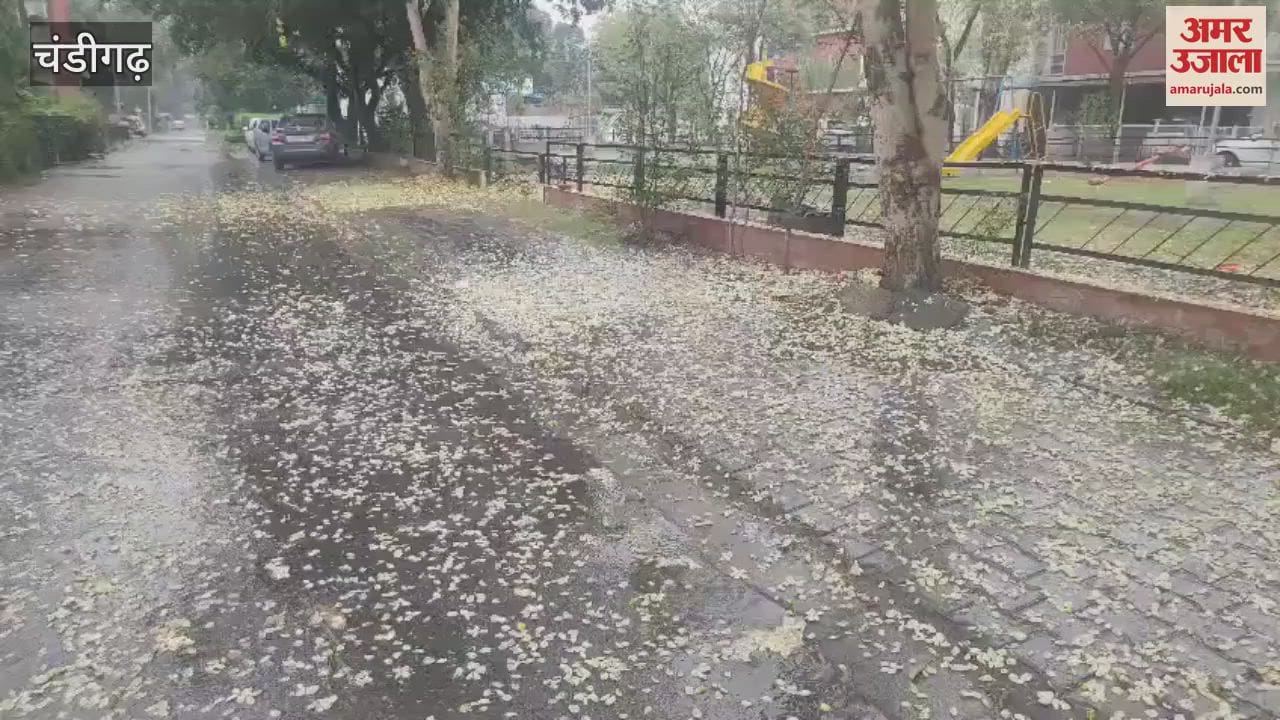 Light rain makes the weather pleasant in Chandigarh