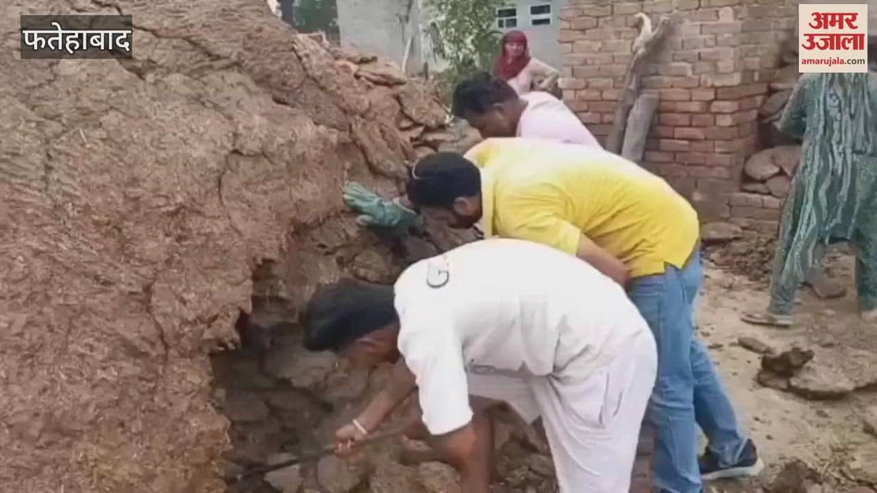 Successful rescue of five snakes that were seen for several days in the village of Dholu in Tohana