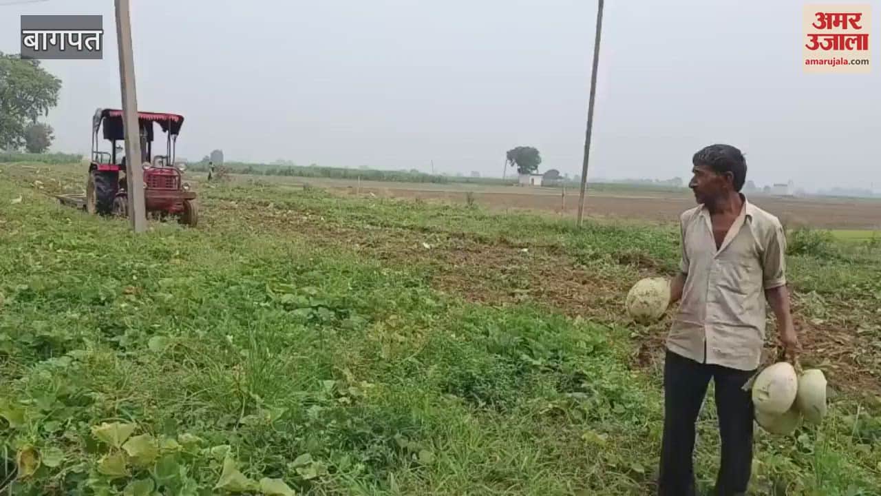 Baghpat: When the farmer could not get the right price of bottle gourd, ridge gourd and chilli in the market, he started driving the tractor