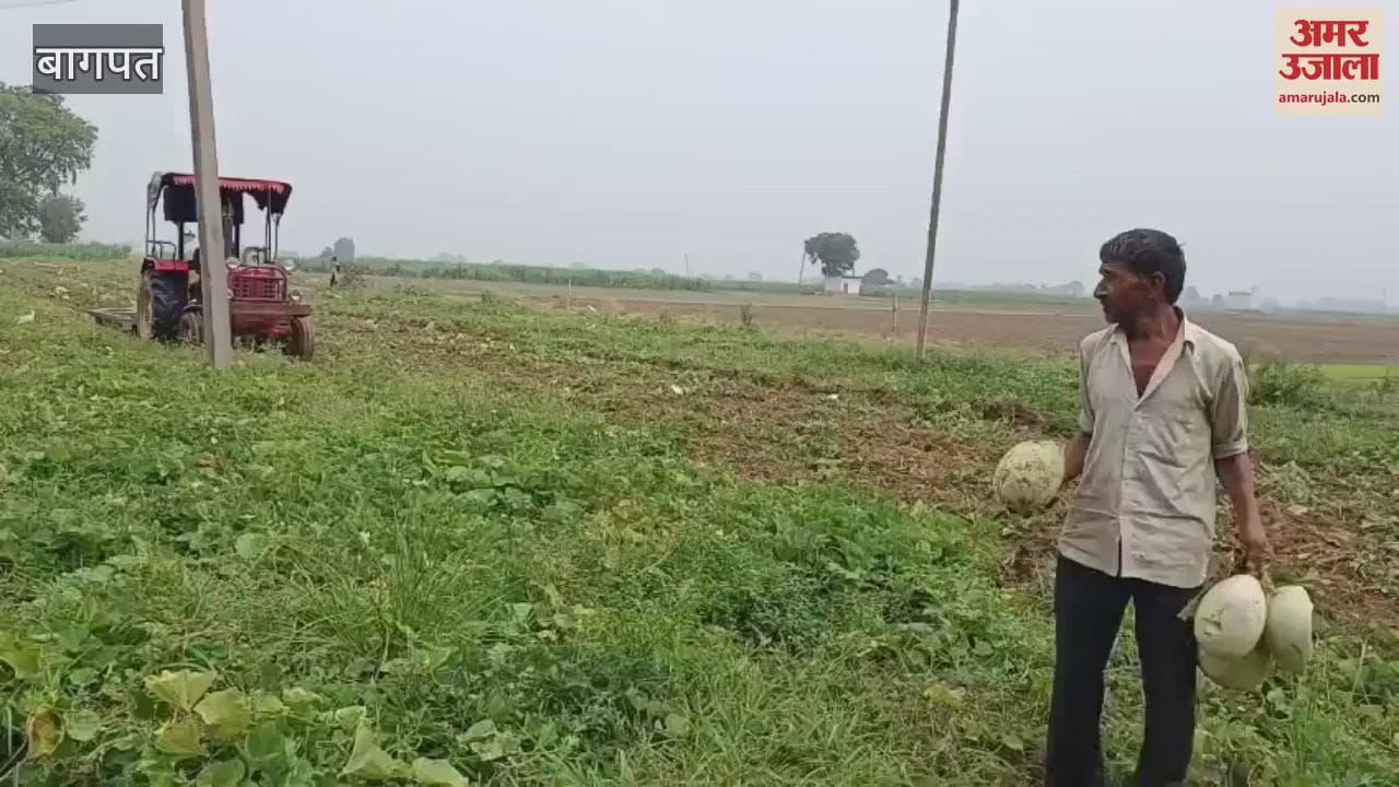 Baghpat: When the farmer could not get the right price of bottle gourd, ridge gourd and chilli in the market, he started driving the tractor