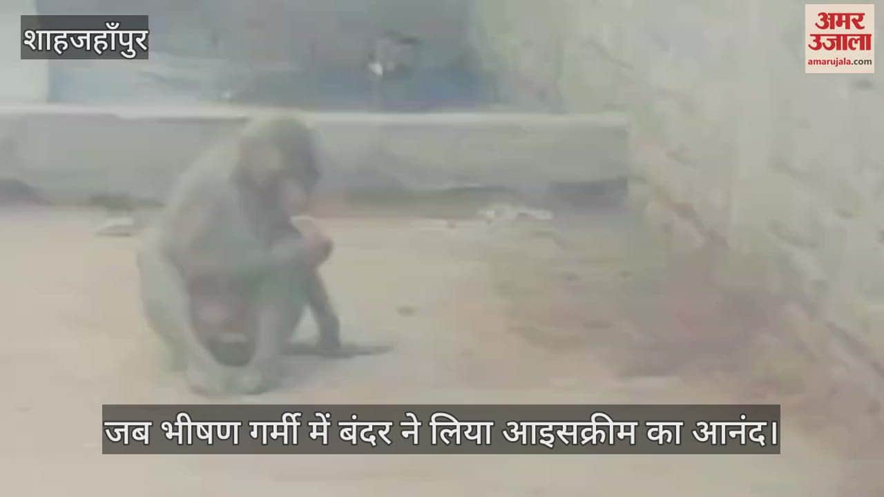 monkey enjoyed ice cream in the scorching heat