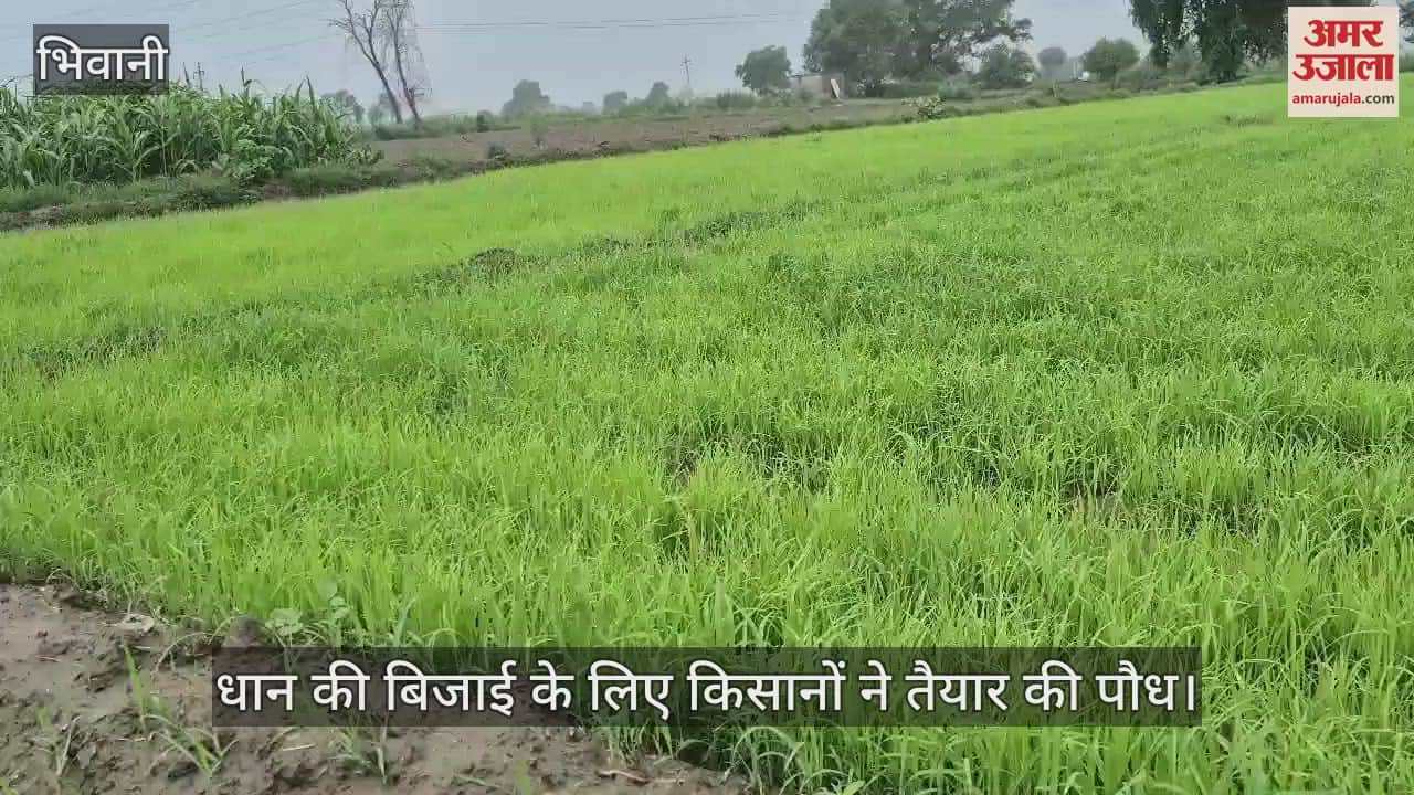 Farmers prepared seedlings for sowing paddy