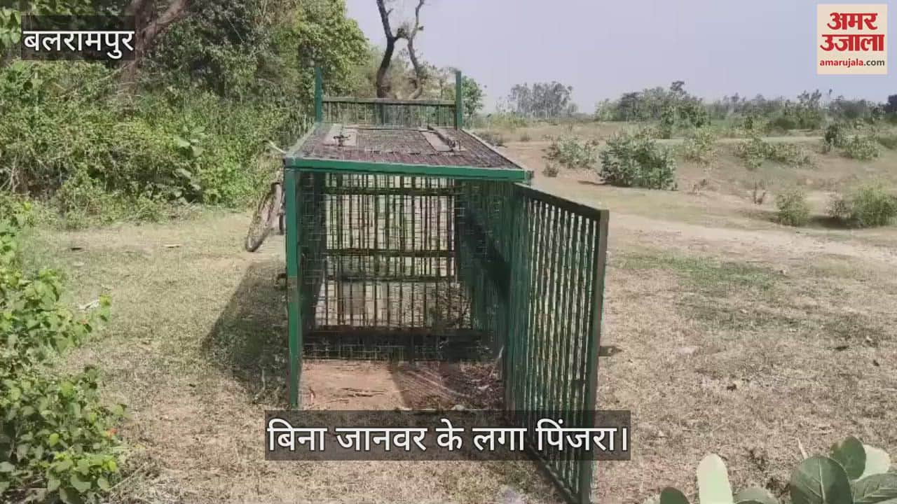 VIDEO: 18 महीने से गांव में बिना जानवर के लगा पिंजरा.. कैसे पकड़ में आएगा तेंदुआ