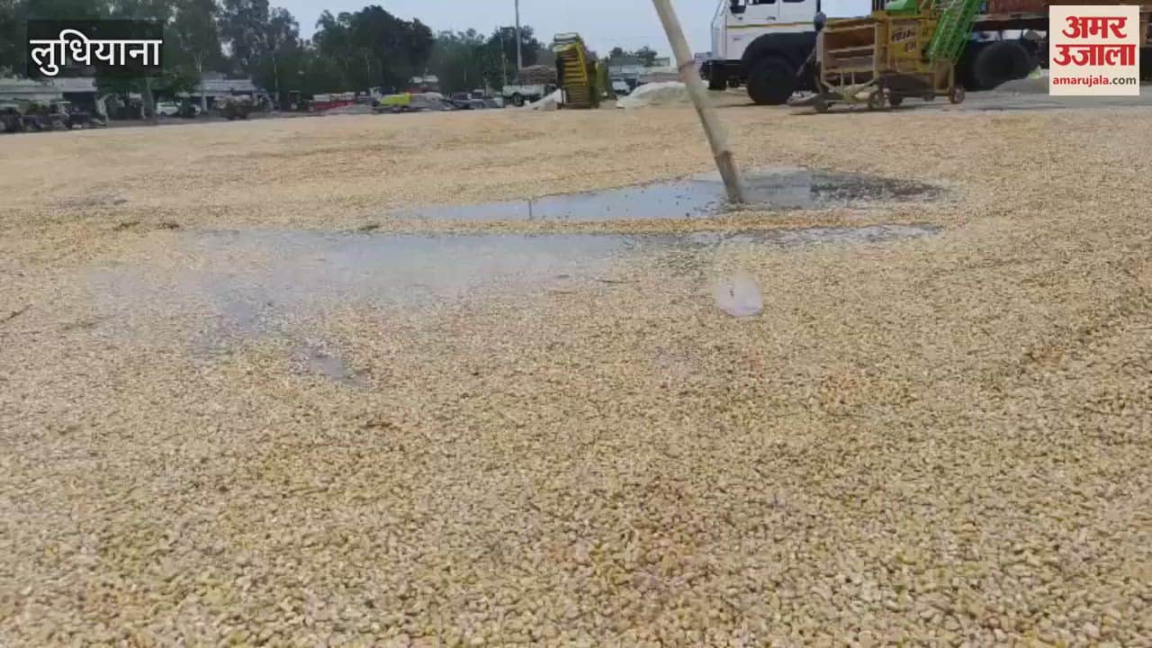 Maize crop lying in Jagraon Mandi soaked in rain