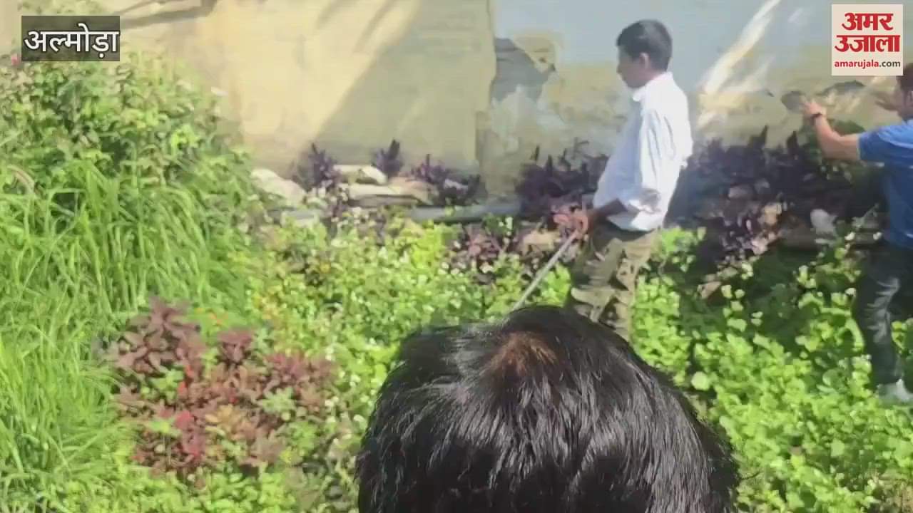 Poisonous Russell Viper found in Paniudiyar ward almora