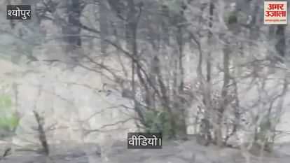 Innocent cheetah searching for mother and brothers, emotional call of cheetah heard in Kuno