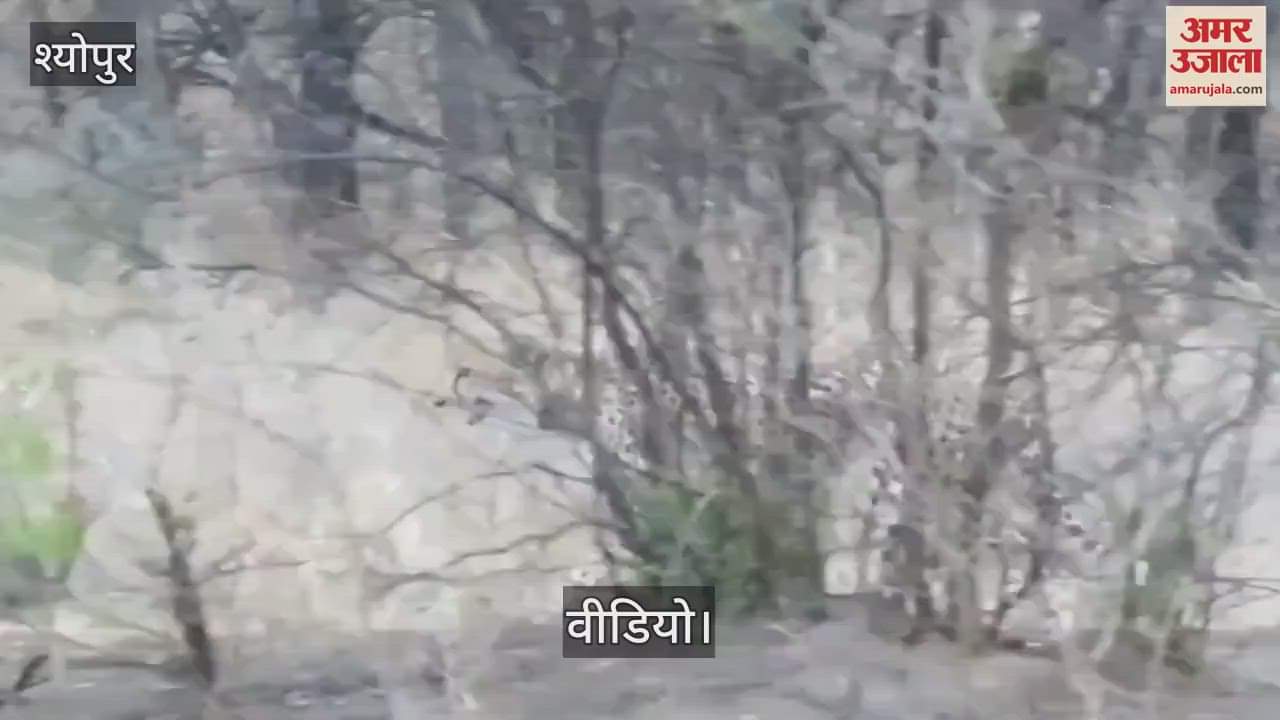 Innocent cheetah searching for mother and brothers, emotional call of cheetah heard in Kuno