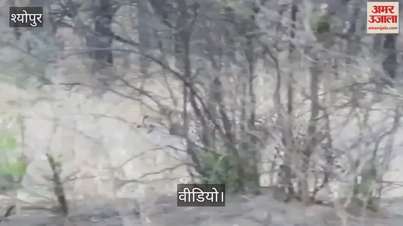 Innocent cheetah searching for mother and brothers, emotional call of cheetah heard in Kuno