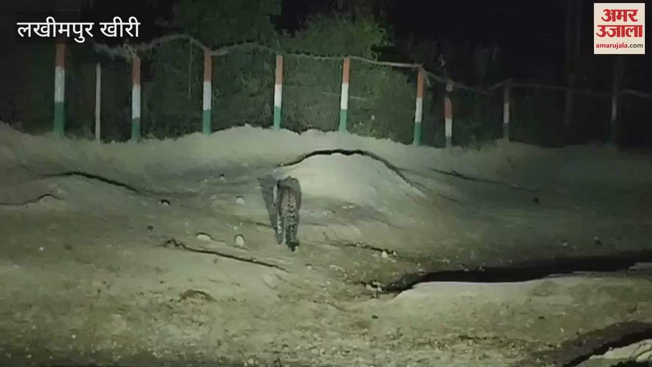 Leopards roaming in the fields in Lakhimpur Kheri
