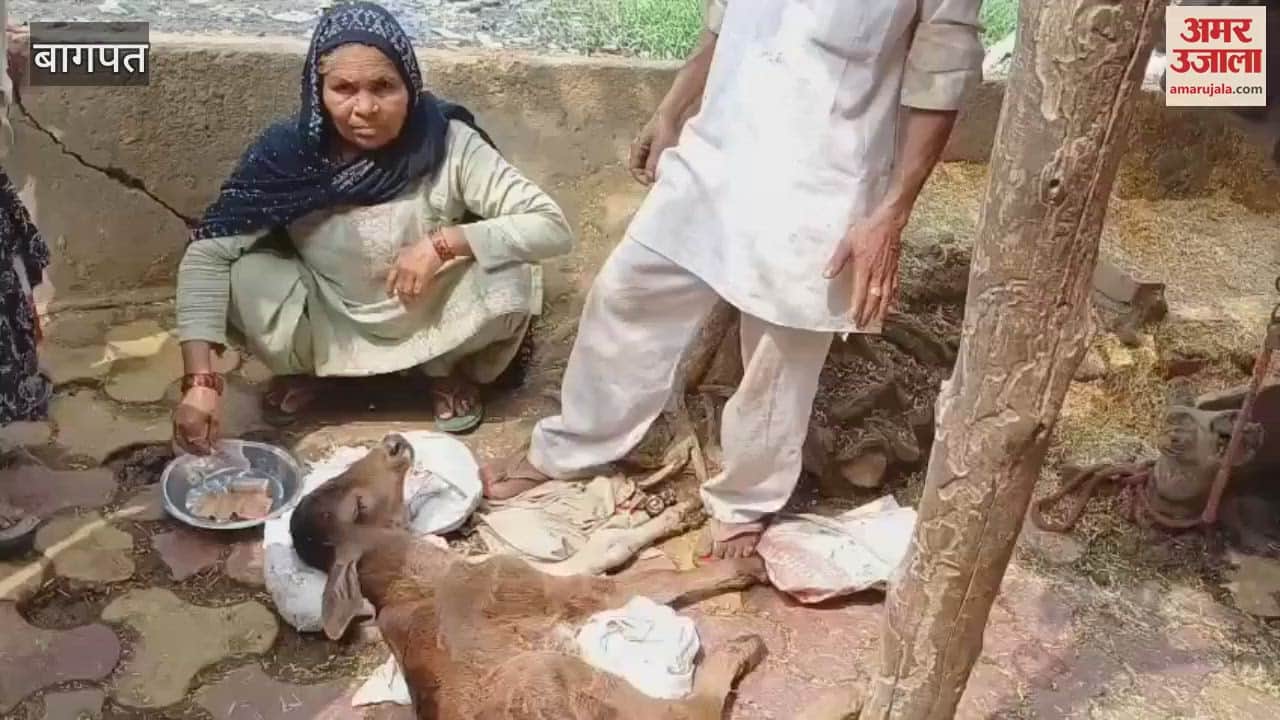 A calf with two mouths and three eyes was born in Baghpat, crowd gathered to see it, offerings started coming