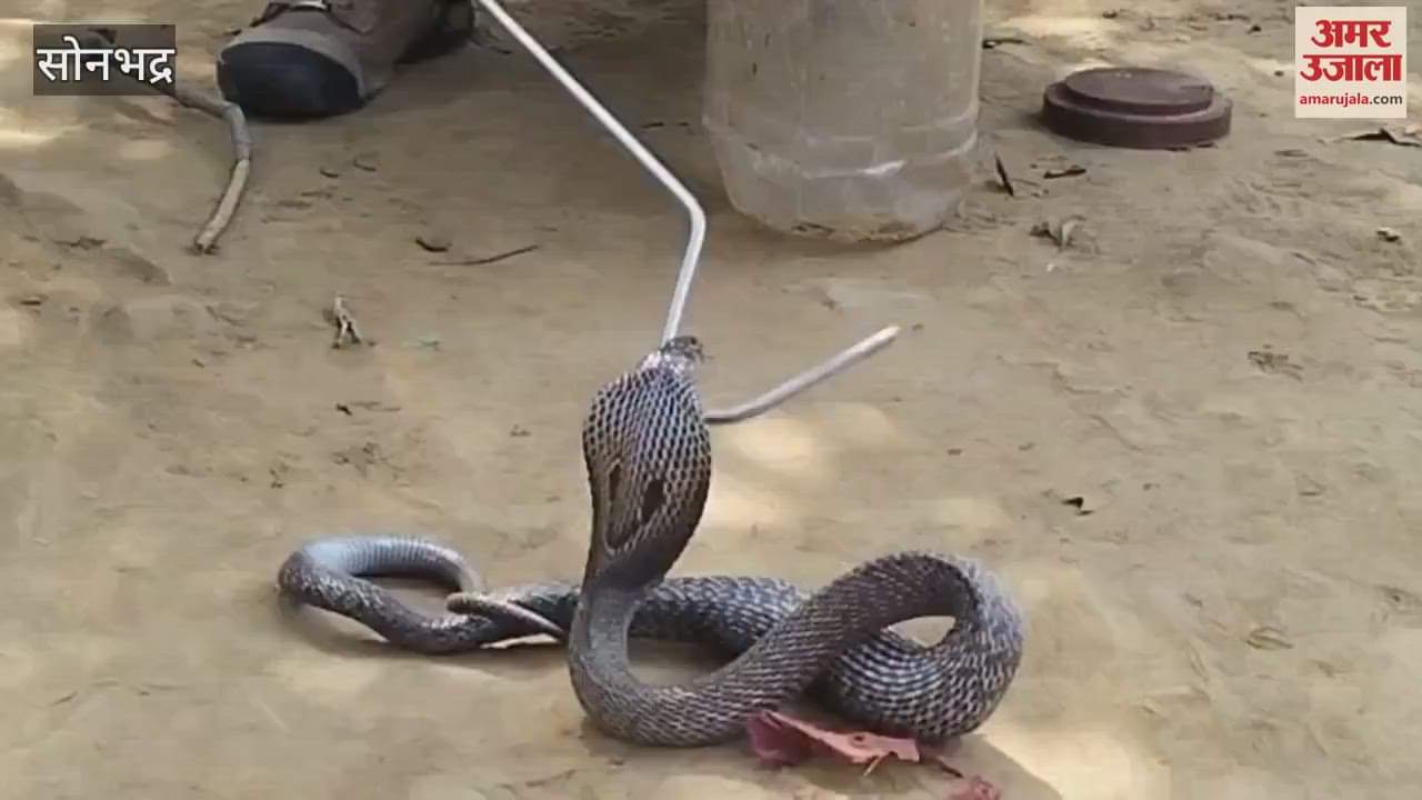 Snake man of Sonbhadra has caught poisonous snakes like cobra watch VIDEO