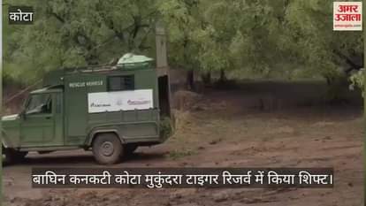 Tigress Kanakati is being monitored 24 hours a day in Mukundra's enclosure