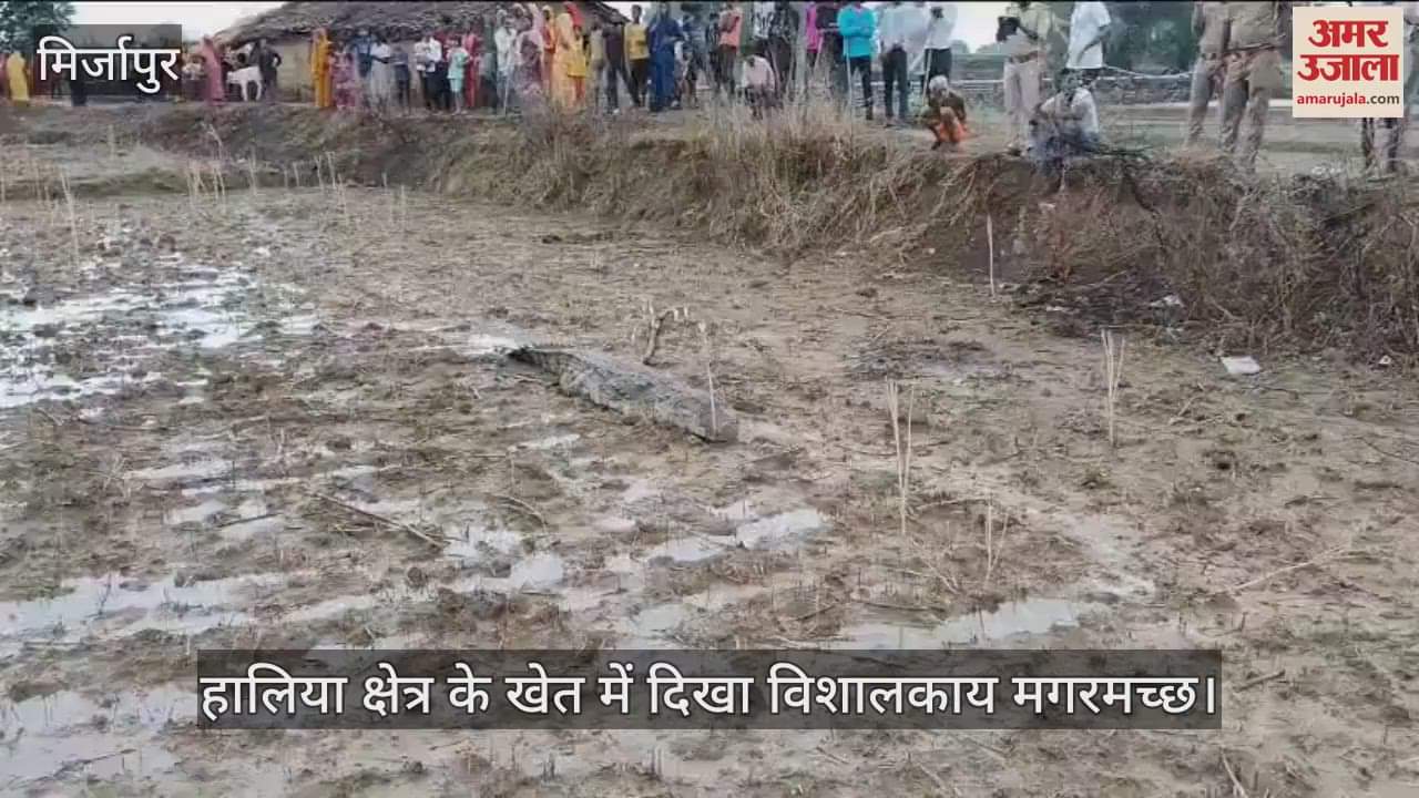 An eight feet long crocodile was found in Halia of Mirzapur