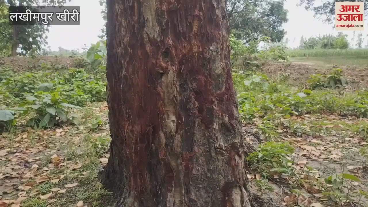 Conspiracy to dry forest trees in Lakhimpur Kheri