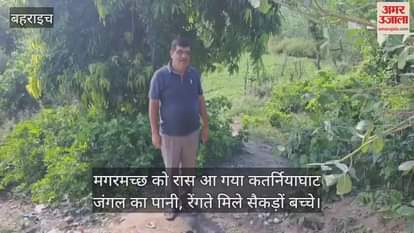 मगरमच्छ को रास आ गया कतर्नियाघाट जंगल का पानी, रेंगते मिले सैकड़ों बच्चे
