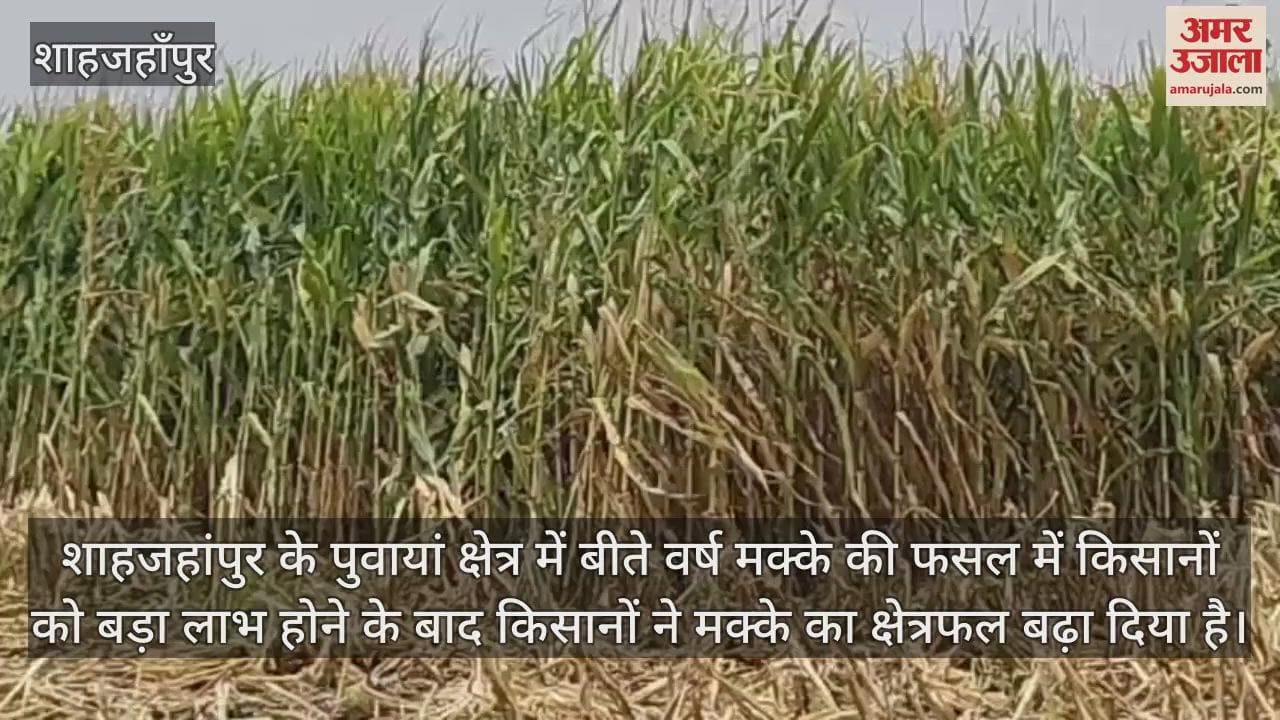Shahjahanpur is not included in the government's maize purchase scheme