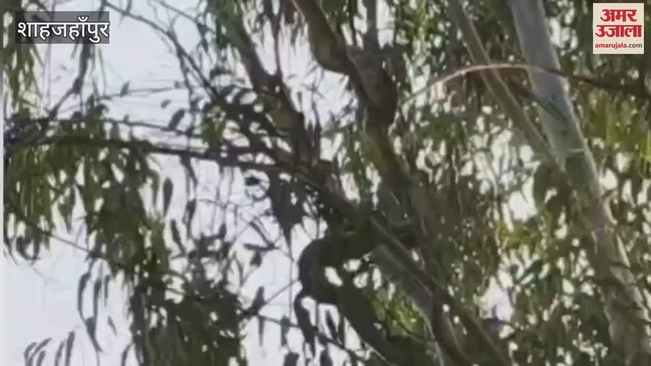 eight-foot long python wrapped around a tree in Khutar, Shahjahanpur