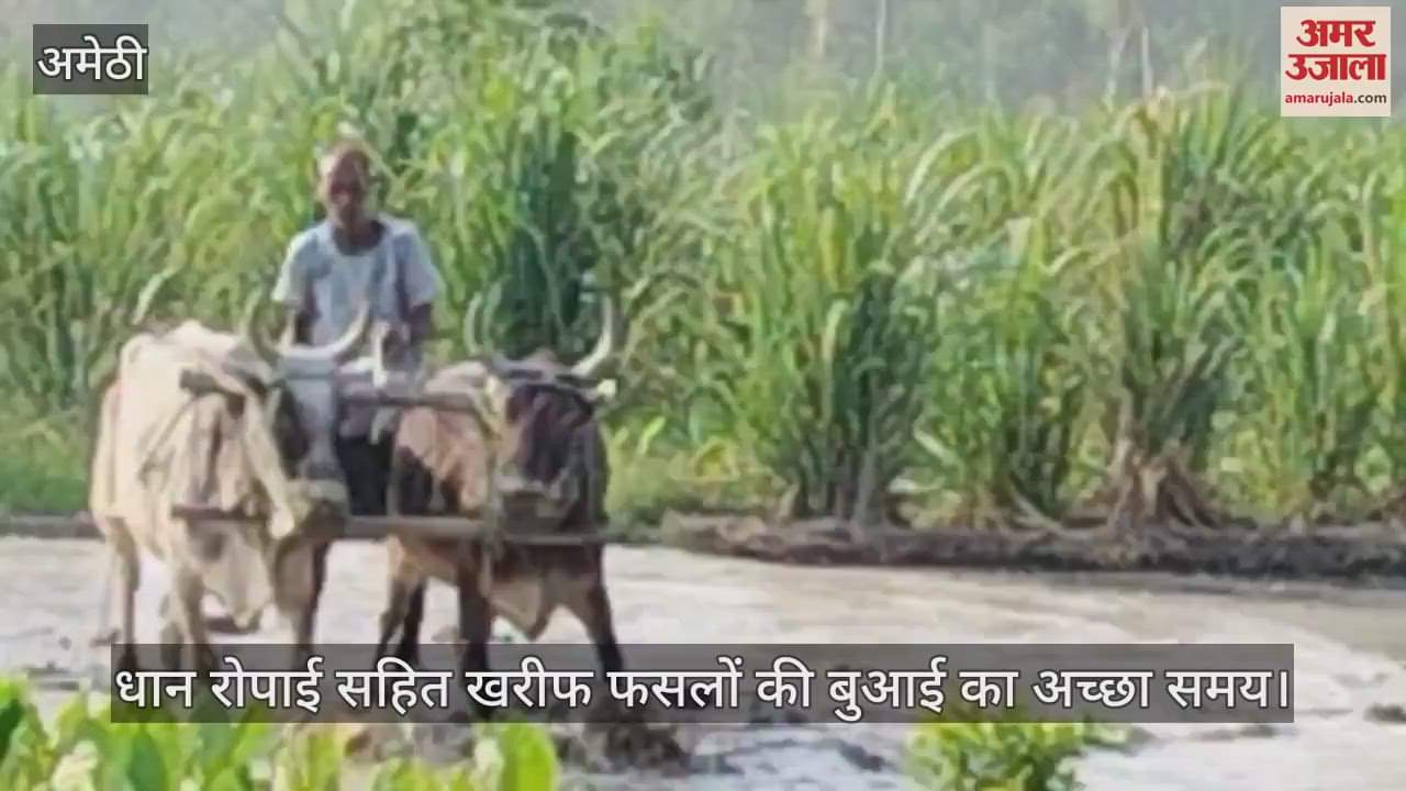 अमेठी में कृषि विज्ञान केंद्र की एडवाइजरी, धान रोपाई सहित खरीफ फसलों की बुआई का अच्छा समय