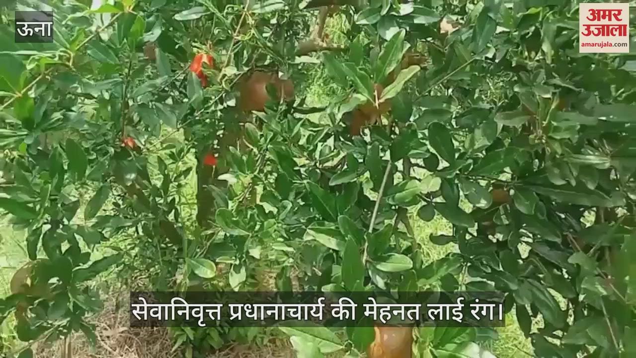 hard work of the retired principal paid off, the bumper crop of pomegranate became a source of inspiration for the youth