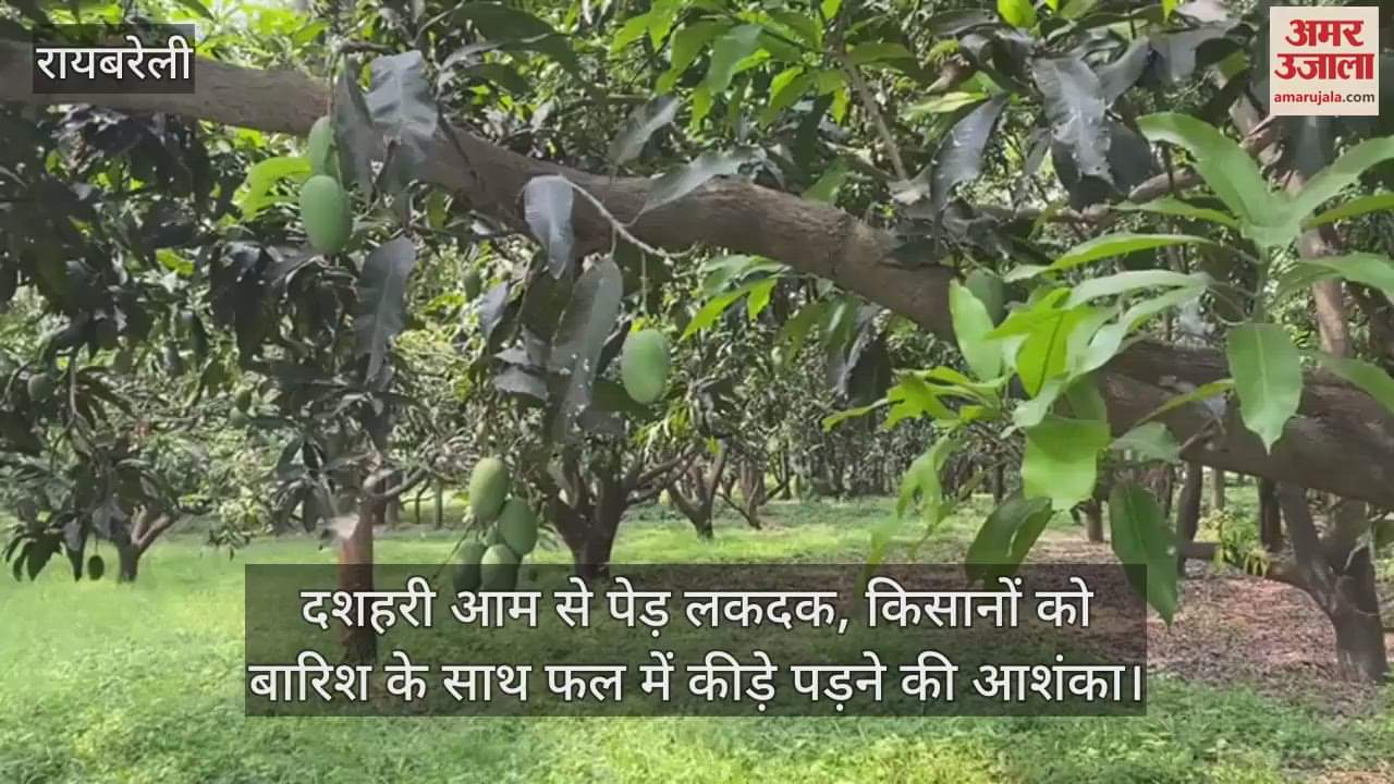 दशहरी आम से पेड़ लकदक, किसानों को बारिश के साथ फल में कीड़े पड़ने की आशंका