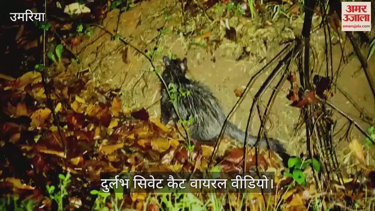 Rare civet cat caught on camera in Bandhavgarh National Park, video goes viral