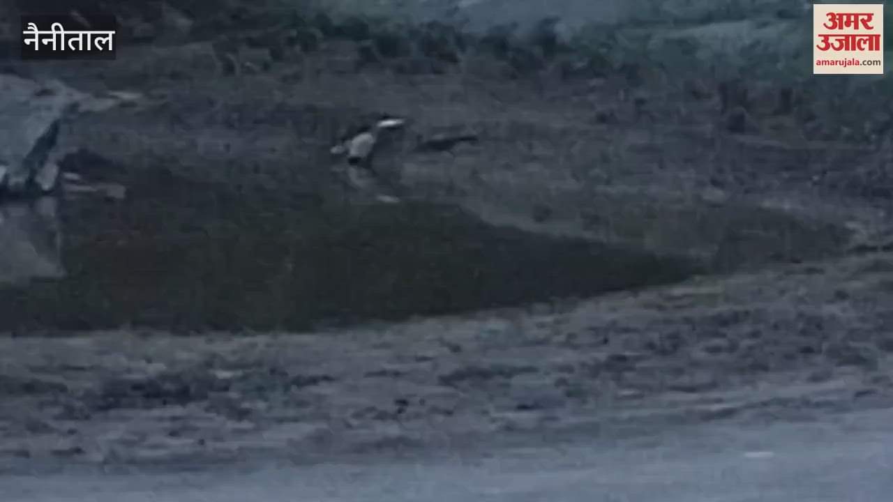 Jungle safari going on till late evening in Mohaan