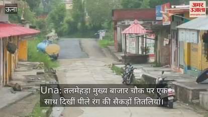 Hundreds of yellow butterflies were seen together at Talmehra main market square