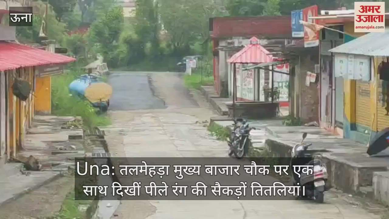 Hundreds of yellow butterflies were seen together at Talmehra main market square