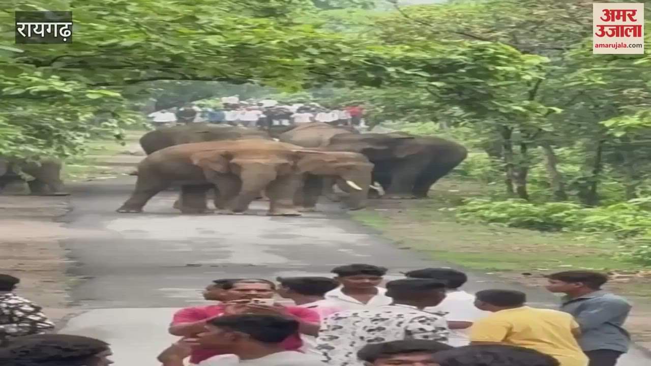 A herd of elephants came out of the forest and onto the road