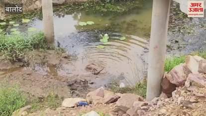 A rare pair of snakes was seen in Balod