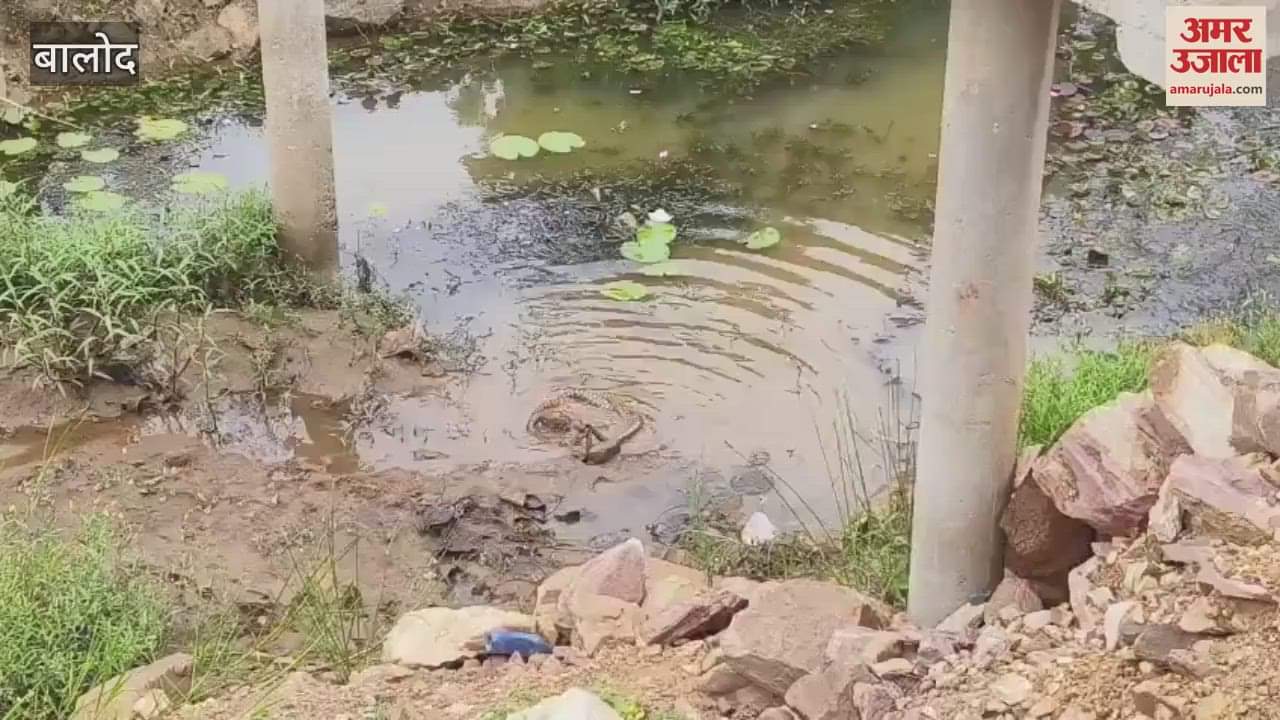 A rare pair of snakes was seen in Balod