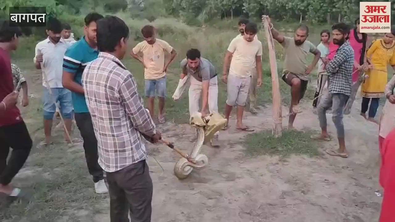 Baghpat: Python hunted two monkeys