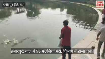 Hamirpur: 90 fishes died in the pond, the department added lime