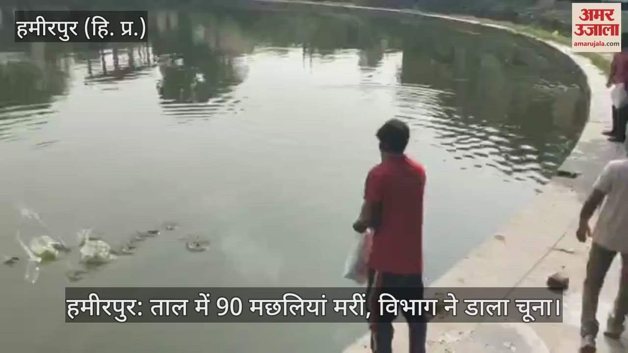 Hamirpur: 90 fishes died in the pond, the department added lime