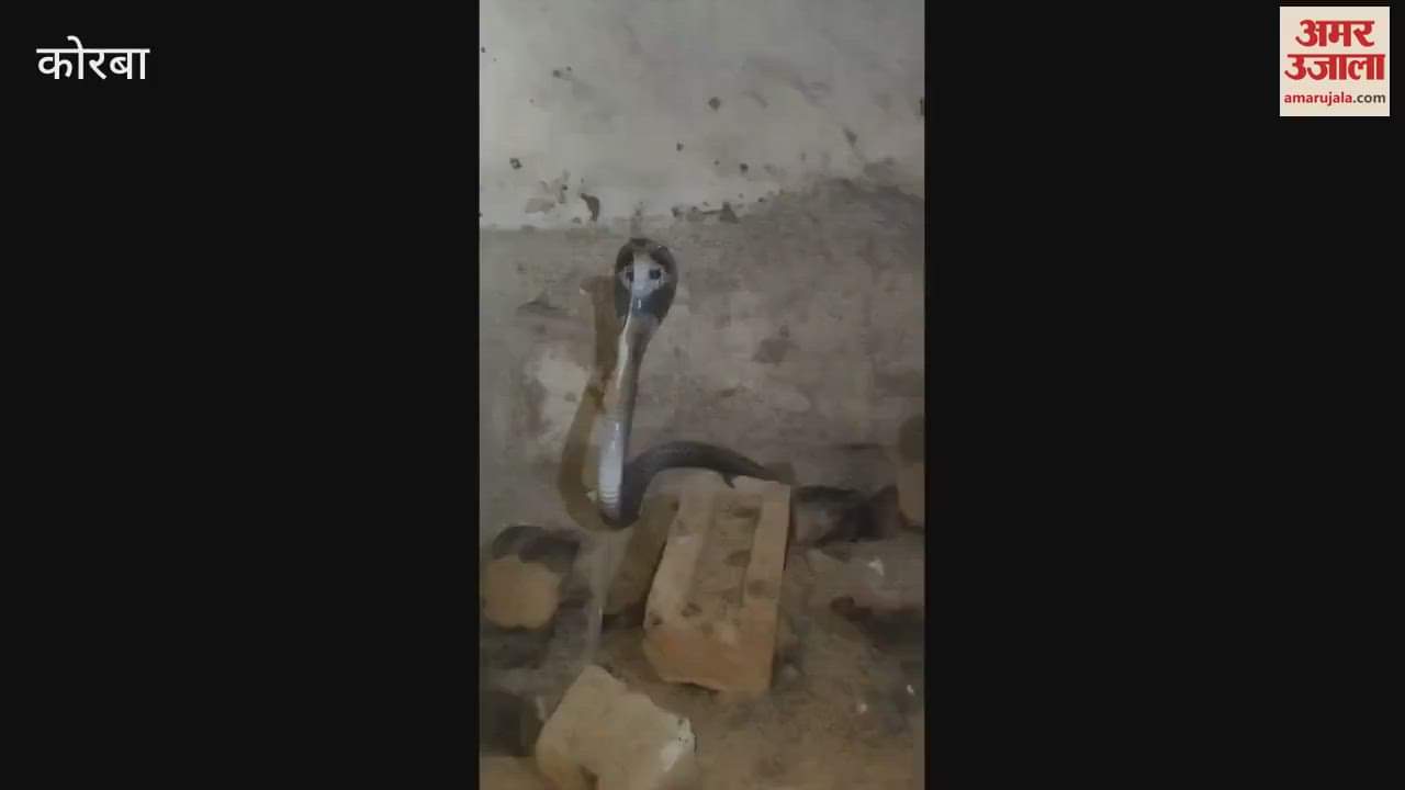 9 feet giant python snake found entering house