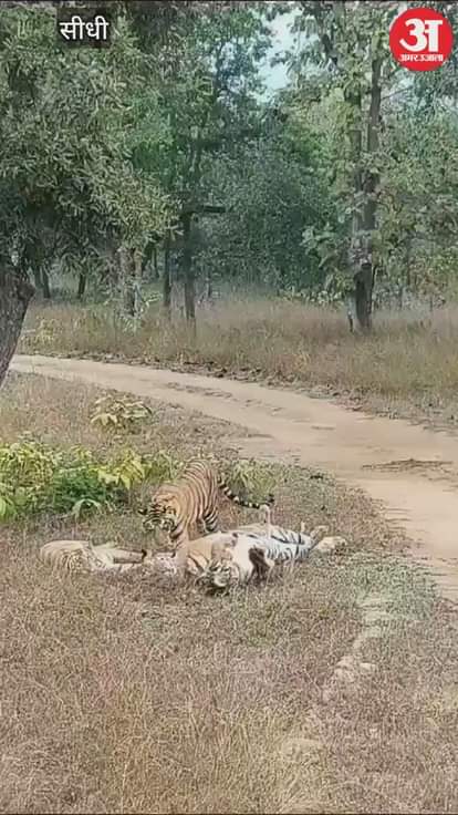 Emotional reunion of tigress T28 Mausi with cubs in Sanjay Tiger Reserve, heart touching video goes viral