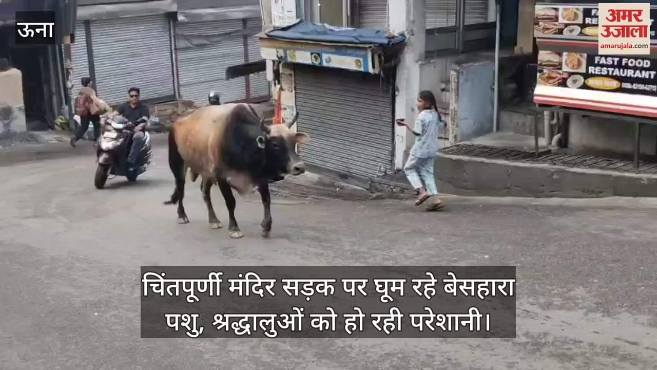 Una: Stray animals roaming on the Chintapurni temple road, devotees facing problems