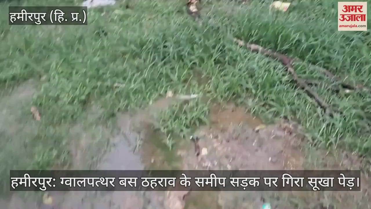 Hamirpur: A dry tree fell on the road near Gwalpathar bus stop