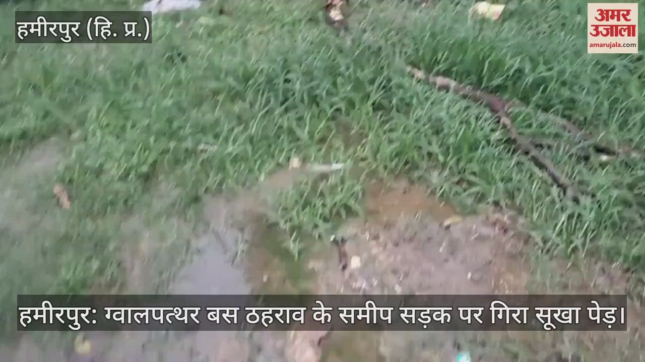 Hamirpur: A dry tree fell on the road near Gwalpathar bus stop