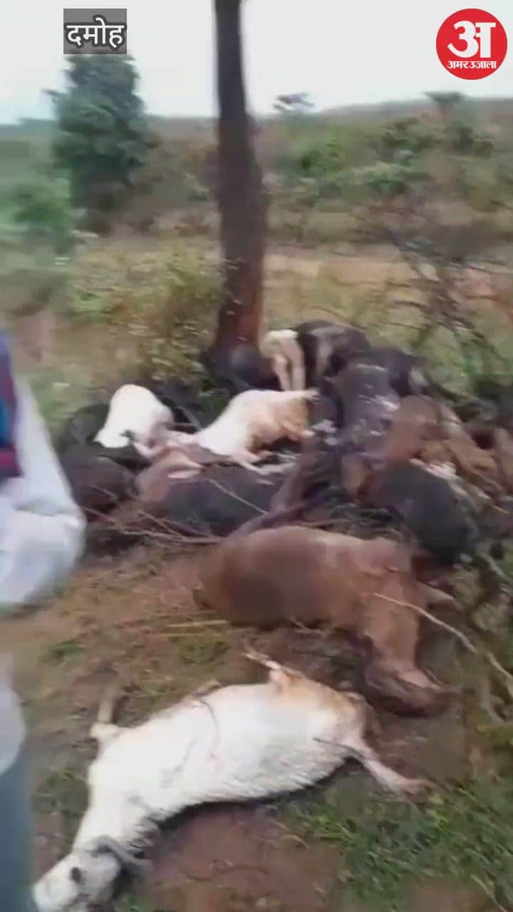 27 goats standing under a tree died due to lightning