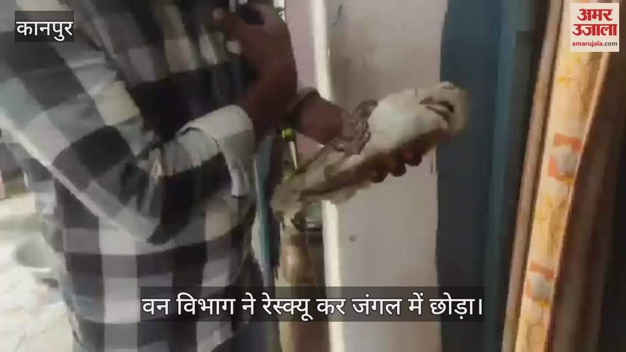 कानपुर में दिखा अनोखा पक्षी, मुंह न कौवे जैसा…दिखने में लग रहा उल्लू, देखने के लिए उमड़ी भीड़
