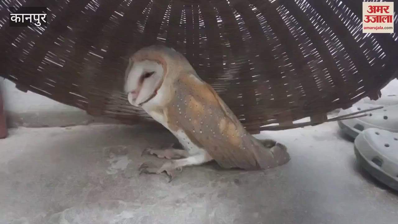 Australian owl seen in Kanpur, crowd gathered to see it