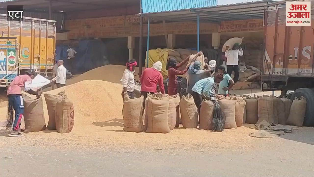 Arrival of maize has started in the market