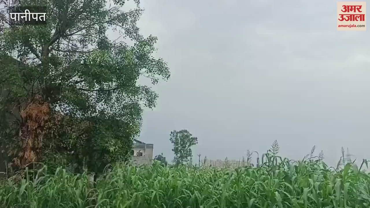 first rain of Ashadh month brought relief in Panipat, paddy plantation picked up pace